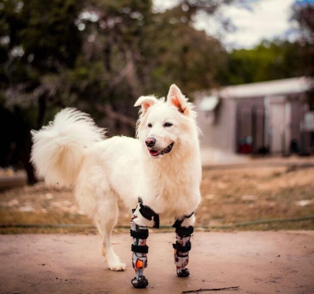 Halo standing in prosthetic legs