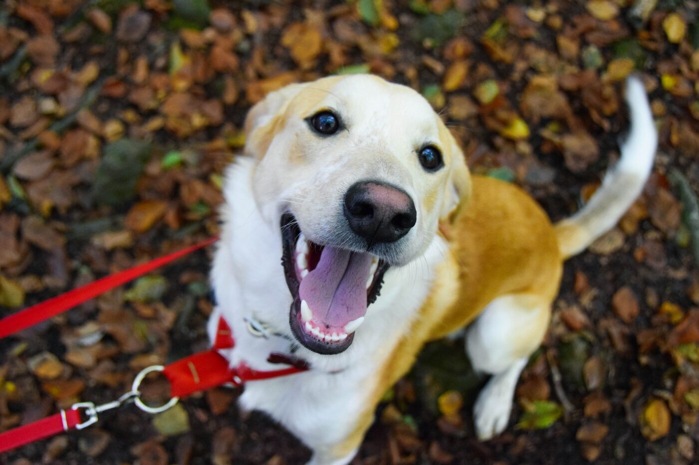 Happy dog in autumn