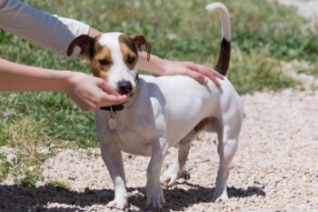 best pill pocket for jack russells