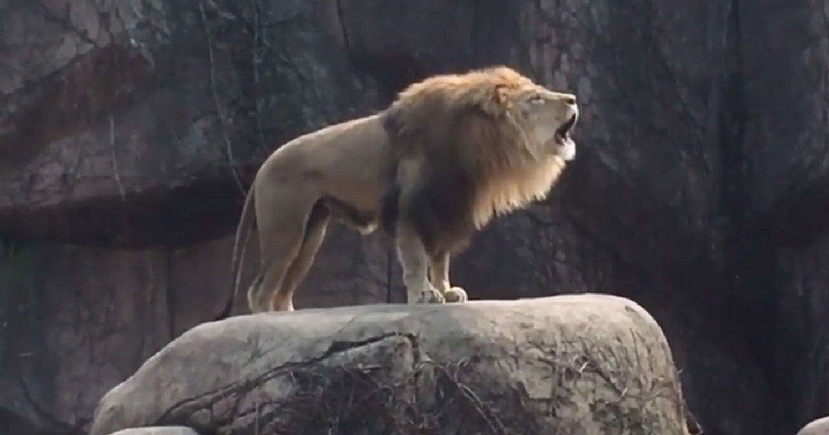 Mighty Zoo Lion Proves He's Still King Of The Jungle With Epic, Earth-Shaking Roar