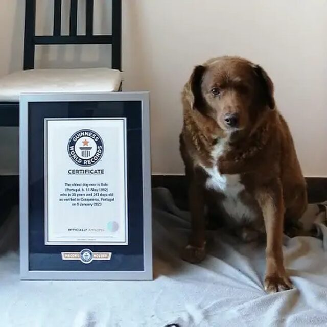 Oldest dog ever award