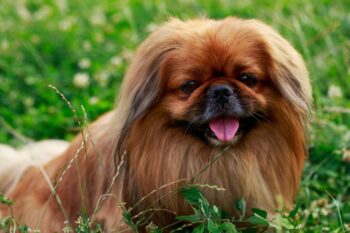 PetWireDaily — Best Pill Pockets for Pekingeses