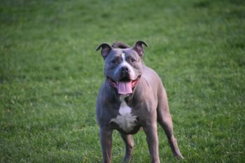 PetWireDaily — Best Pill Pockets for Pitbulls