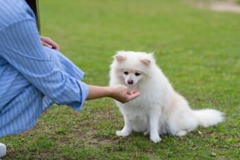 PetWireDaily — Best Pill Pockets for Pomeranians