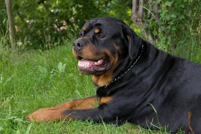 best pill pocket for rottweilers