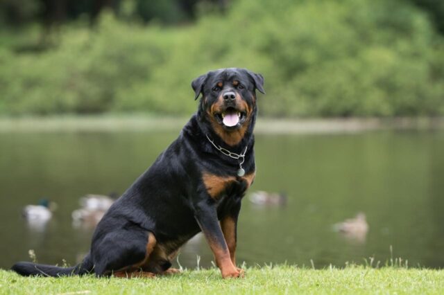 best pill pocket for rottweilers