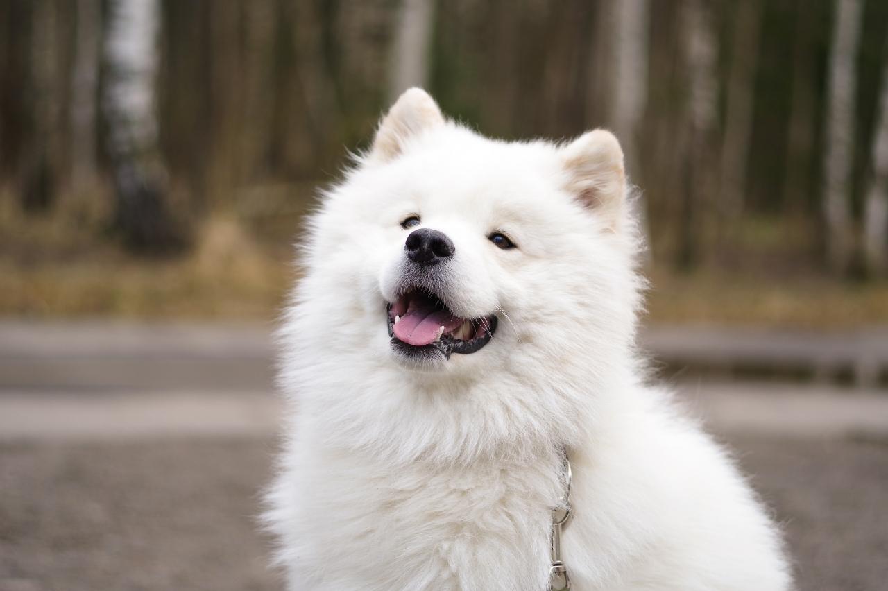 Best Pill Pockets for Samoyeds