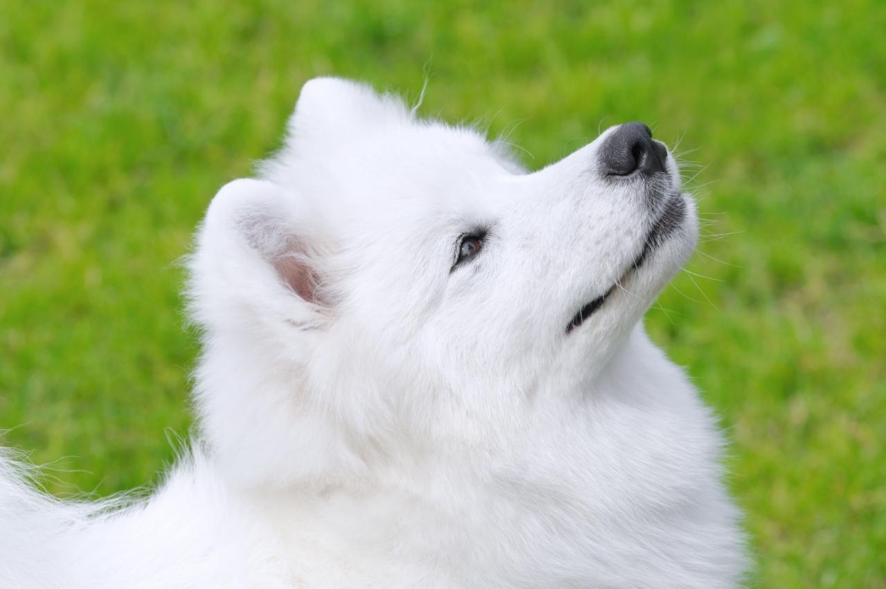 best pill pocket for samoyeds