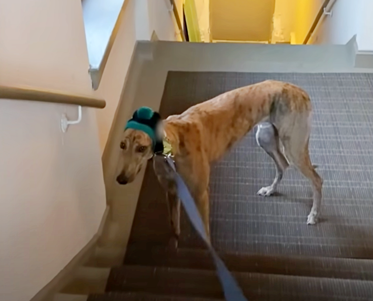 Racing Greyhound Finds His Happy Place, Celebrates With First Case Of