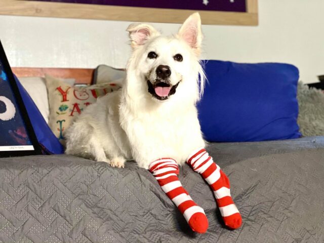 Special needs dog wearing socks