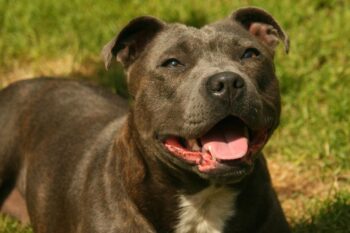 best pill pocket for staffordshire bull terriers