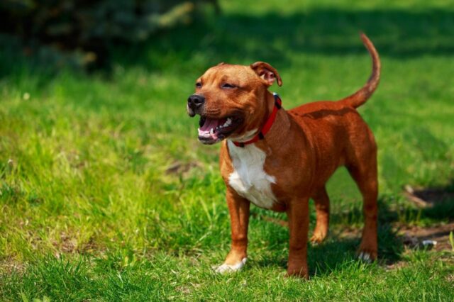 best pill pocket for staffordshire bull terriers