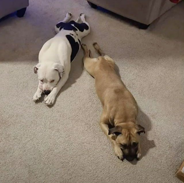 Two dogs laying on the floor