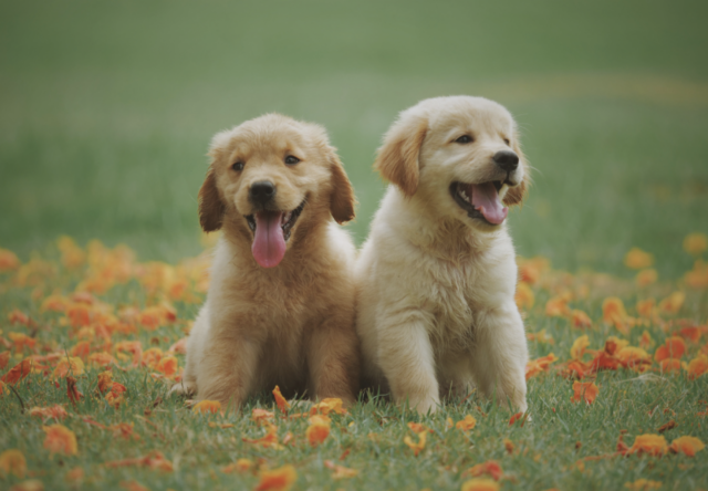 Two puppies in field