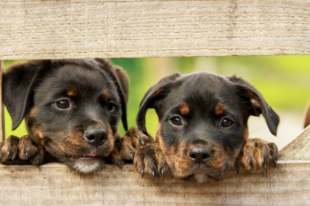 Two puppies peeking through fence