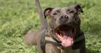 PetWireDaily — Best Pill Pockets For American Staffordshire Terriers