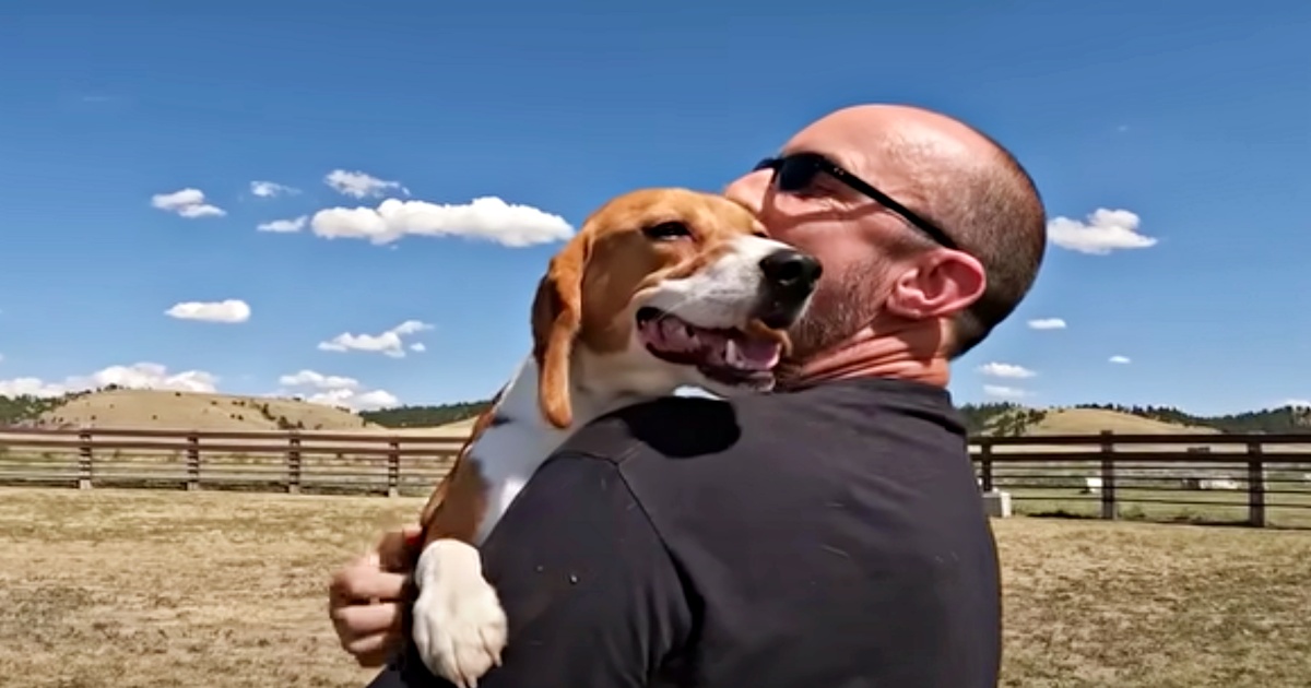 Lab Beagle nhảy vào vòng tay của con người để cảm ơn anh ấy vì cuộc sống mới của anh ấy