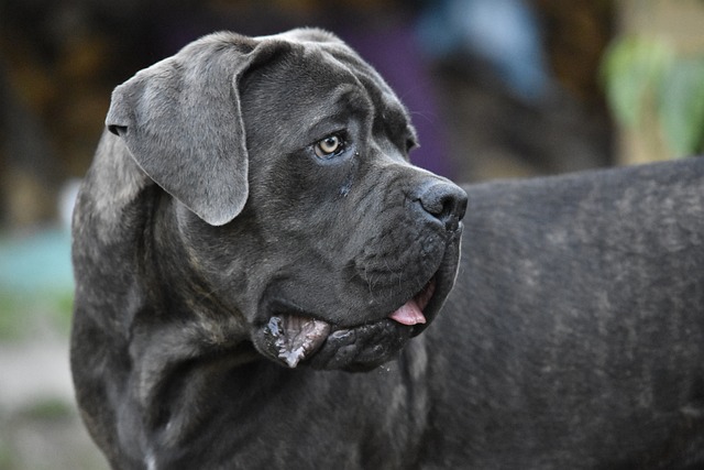 Cane Corso eating champion  canine  nutrient  topper
