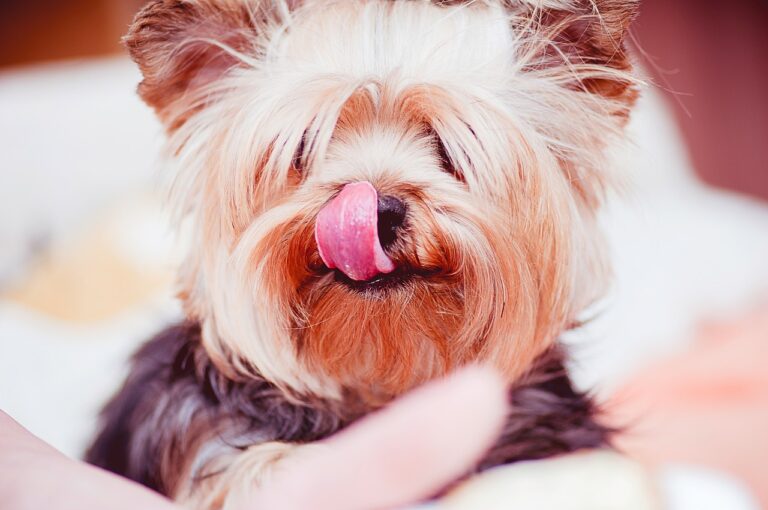20 Best Foods for a Picky Eater Yorkie