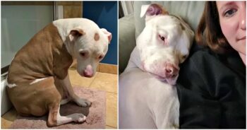 Hero the rescue dog