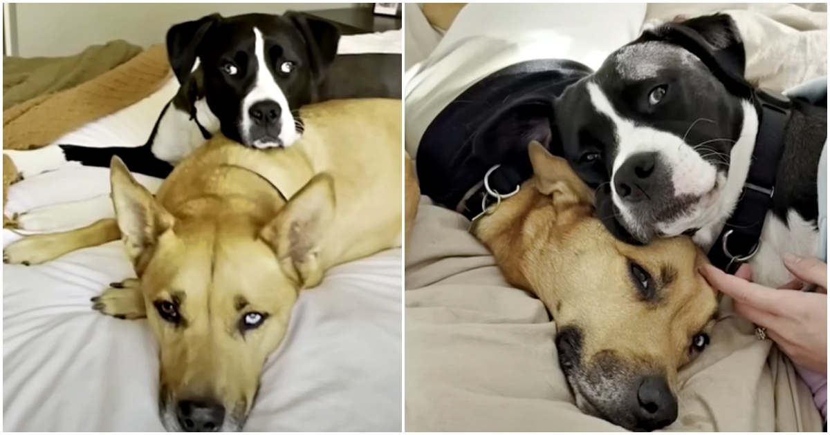 Pup's Doggy Nurse Cuddles With Him After Each Round Of Chemo