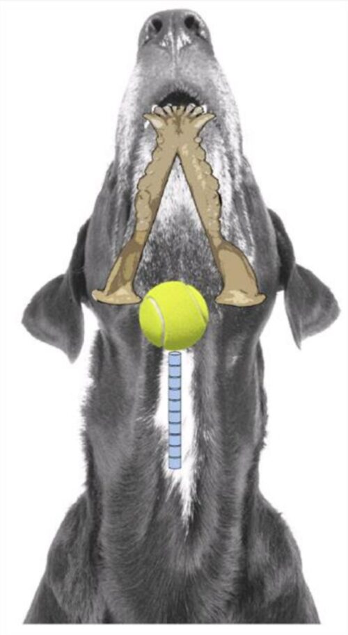 Veterinarian Wants You To Be Prepared In The Event Your Dog Chokes