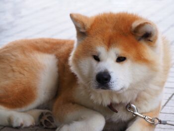 the best dog gate for your Akita