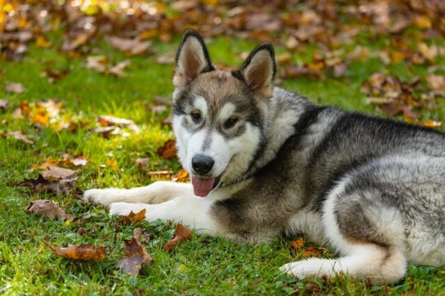 Best Puppy Dog Foods for Alaskan Malamutes