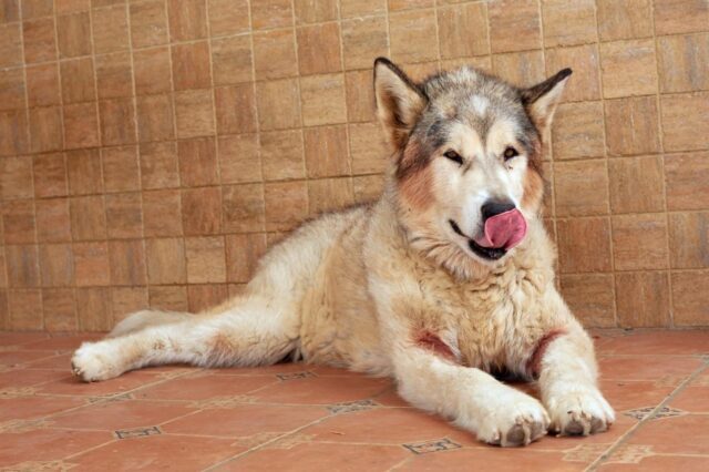 best dog foods for alaskan malamutes