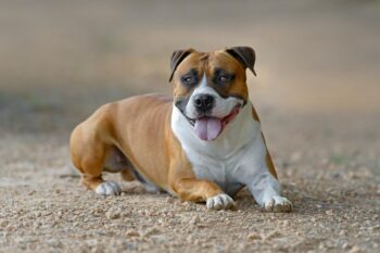 are bones easily digested by a american staffordshire terrier