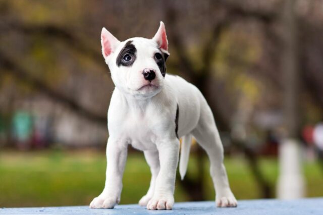 Best Puppy Dog Foods for American Staffordshire Terriers