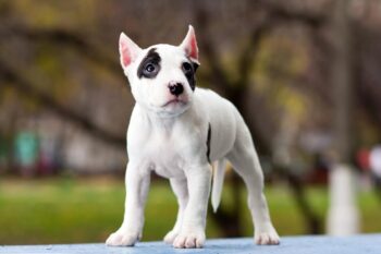 9 Best Puppy Dog Foods for American Staffordshire Terriers