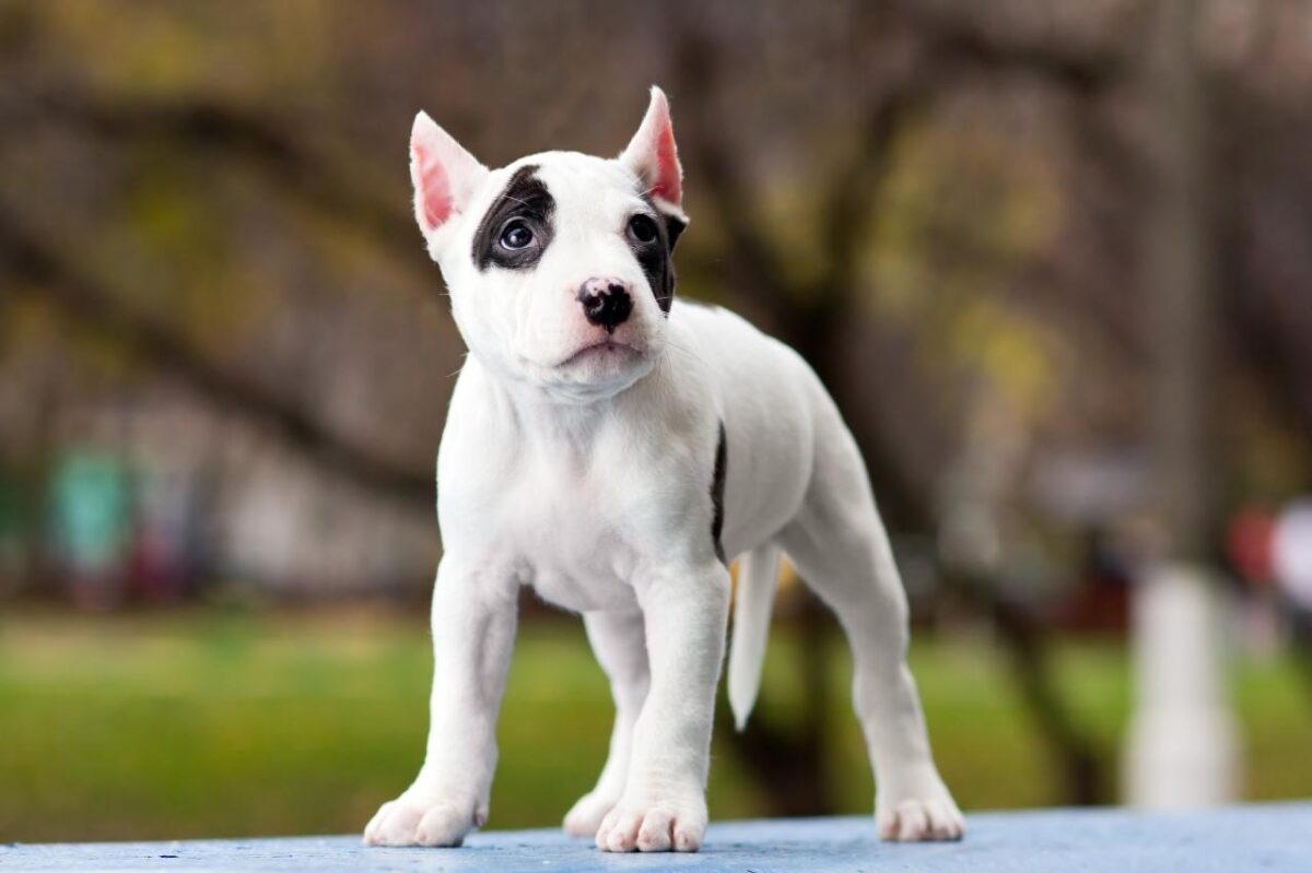 10 Ways We’ve Got American Staffordshire Terriers All Wrong