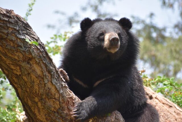 Asiatic black bear in the wild