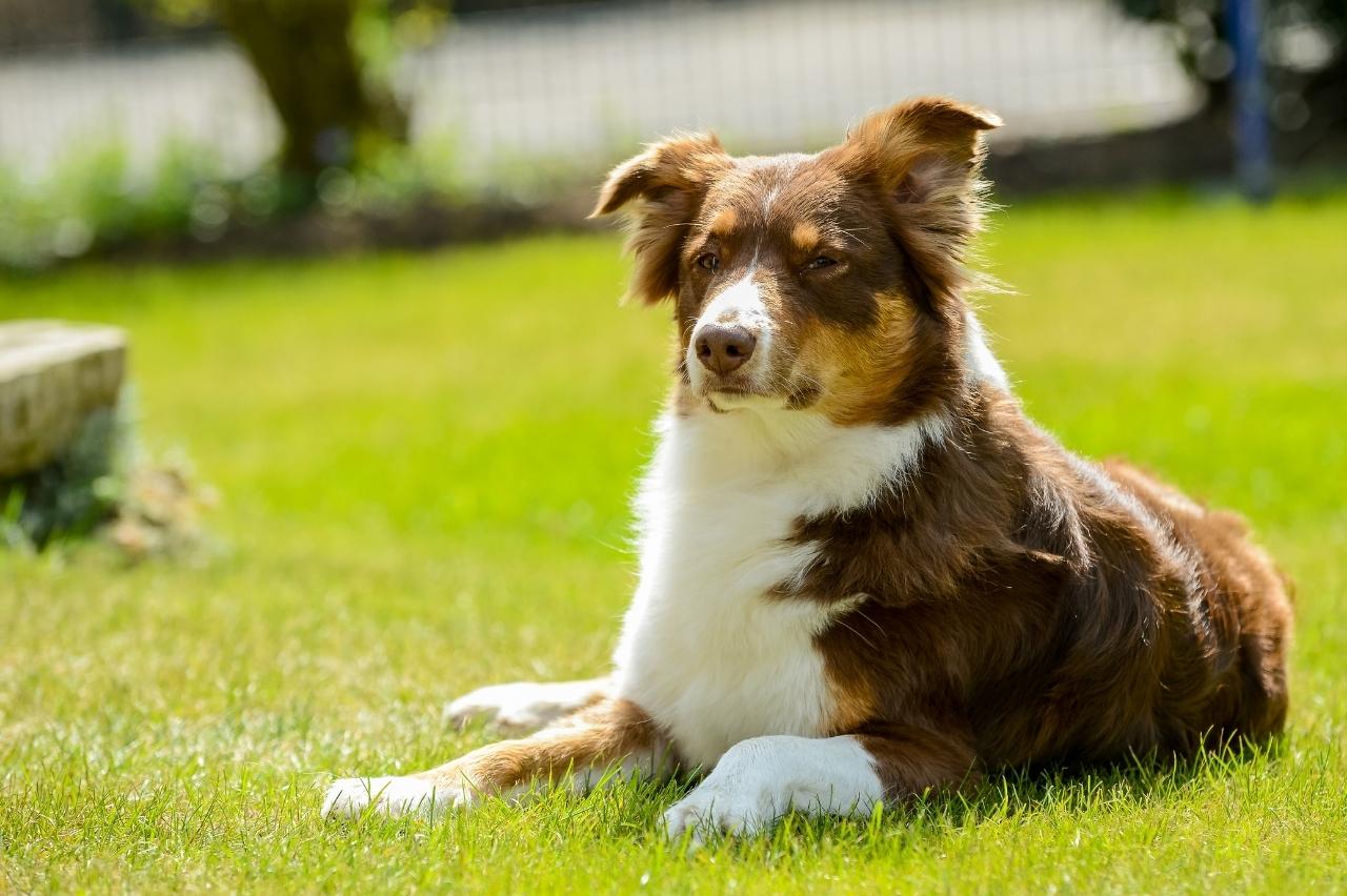 are carrots good for a miniature american shepherd