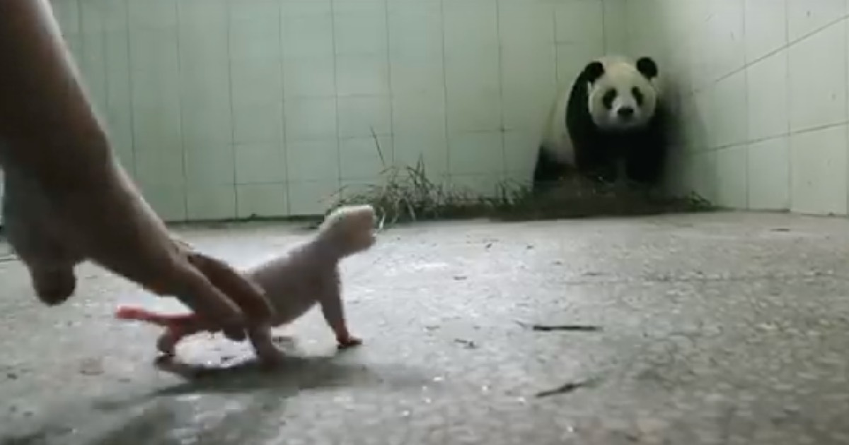 Baby Panda Feature