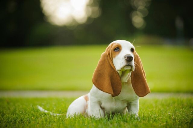 best dry dog foods for basset hounds