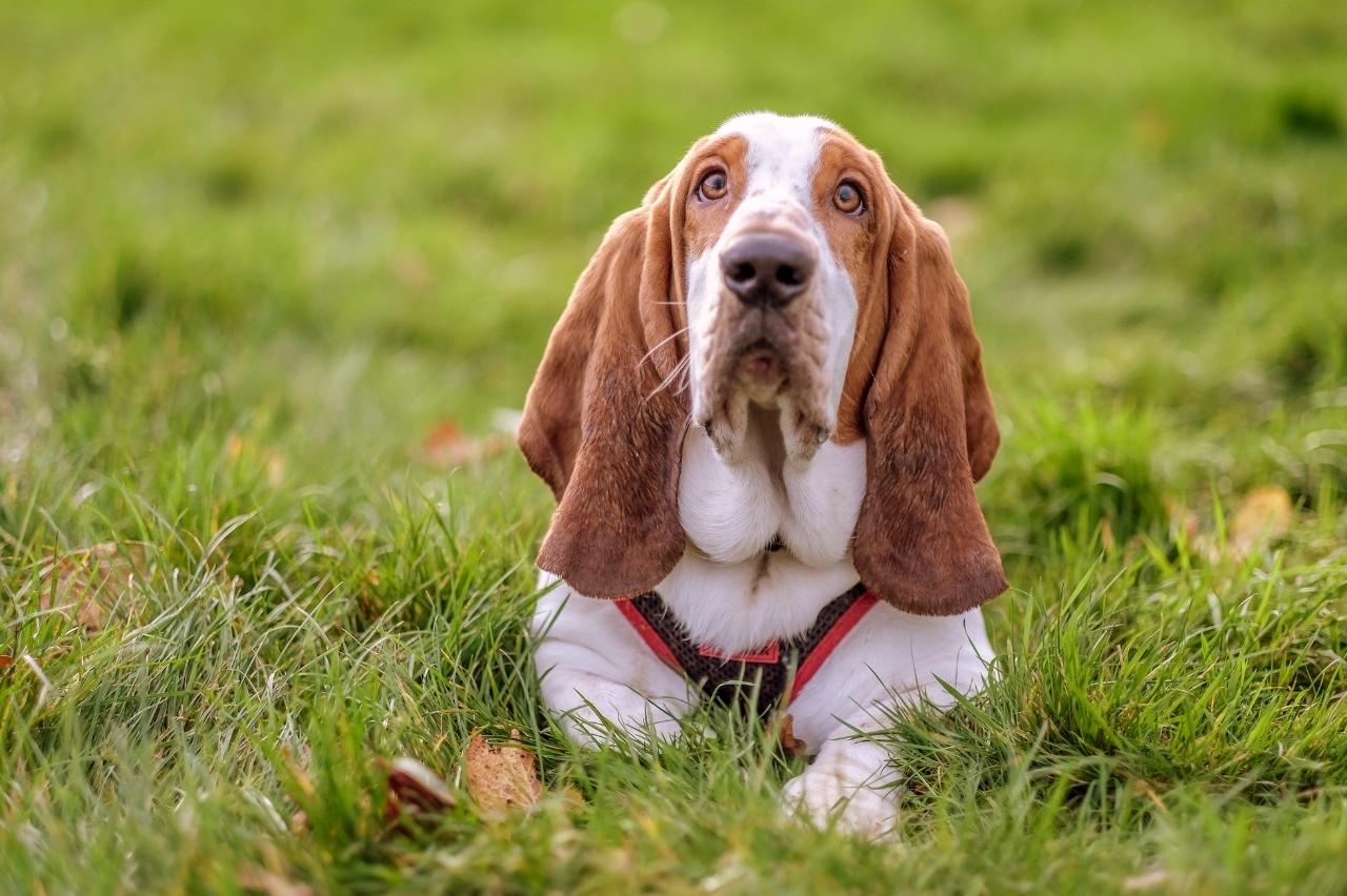 best dog foods for basset hounds