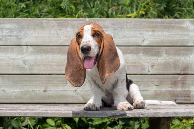 Best Puppy Dog Foods for Basset Hounds