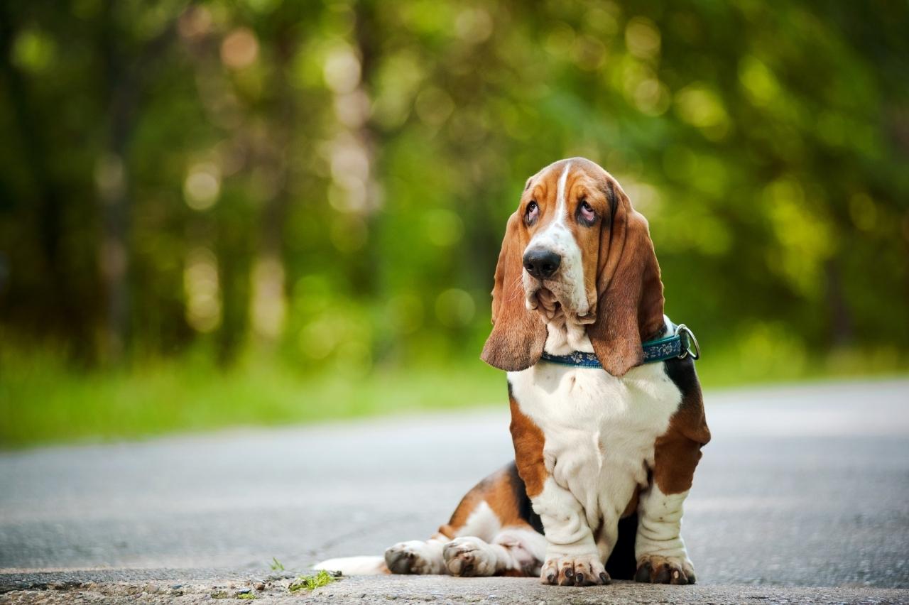 The Best Dehydrated Dog Foods for Basset Hounds