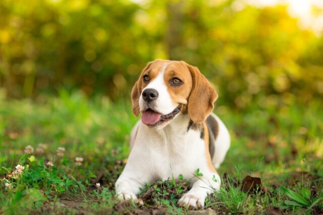 best dry dog foods for beagles