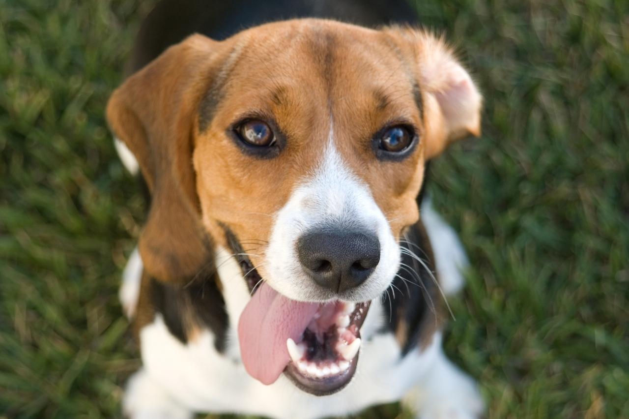 are carrots good for a kerry beagle