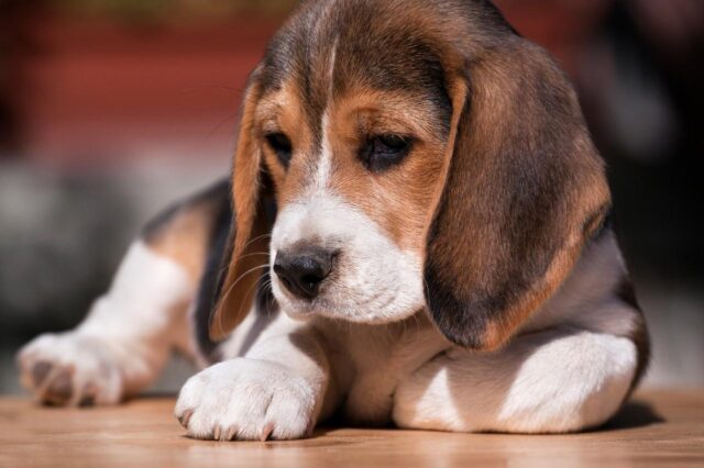 Best Puppy Dog Foods for Beagles