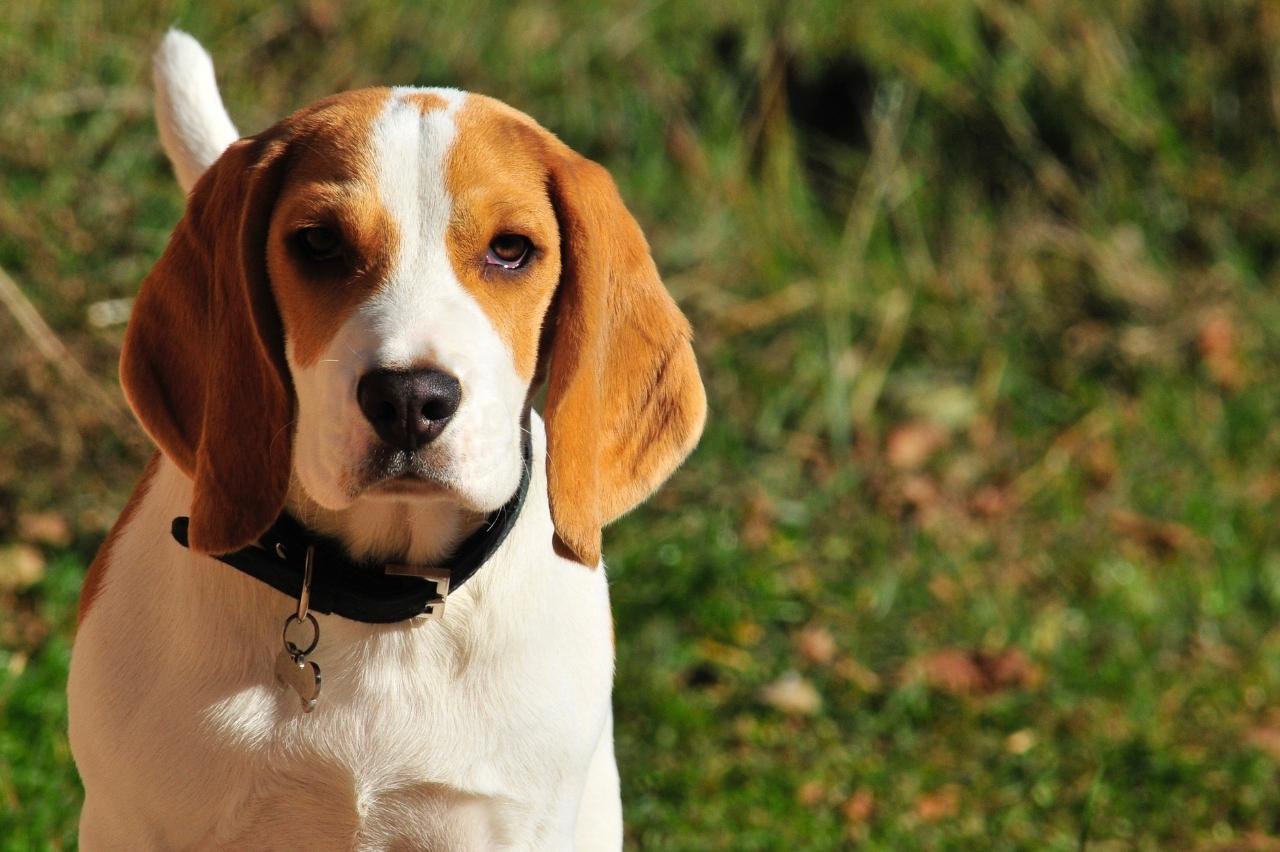 The Best Dehydrated Dog Foods for Beagles