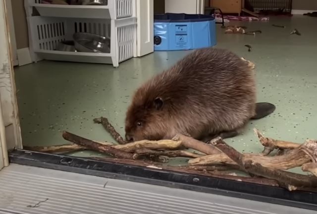 Beaver building dam in doorway