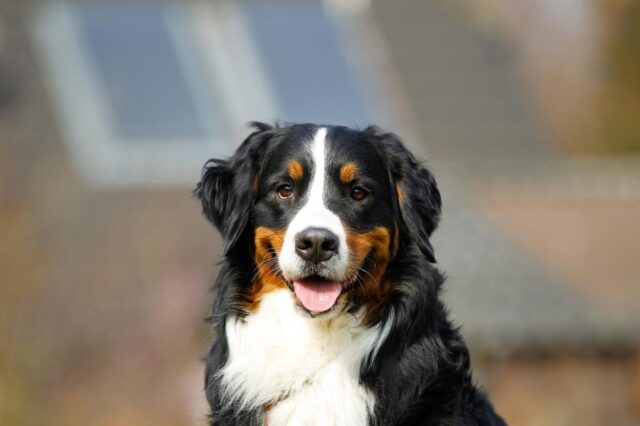 best dry dog foods for bernese mountain dogs