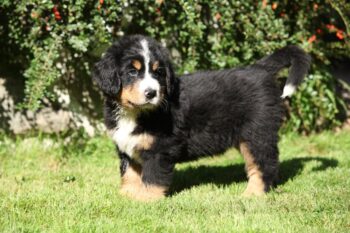 9 Best Puppy Dog Foods for Bernese Mountain Dogs