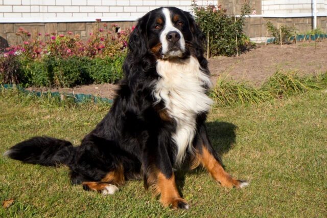 Best dehydrated dog foods for Bernese Mountain Dogs