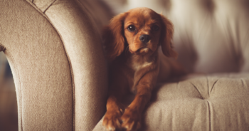 Best dog stairs