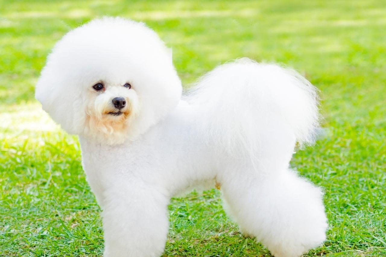 9 Best Dry Dog Foods for Bichon Frises